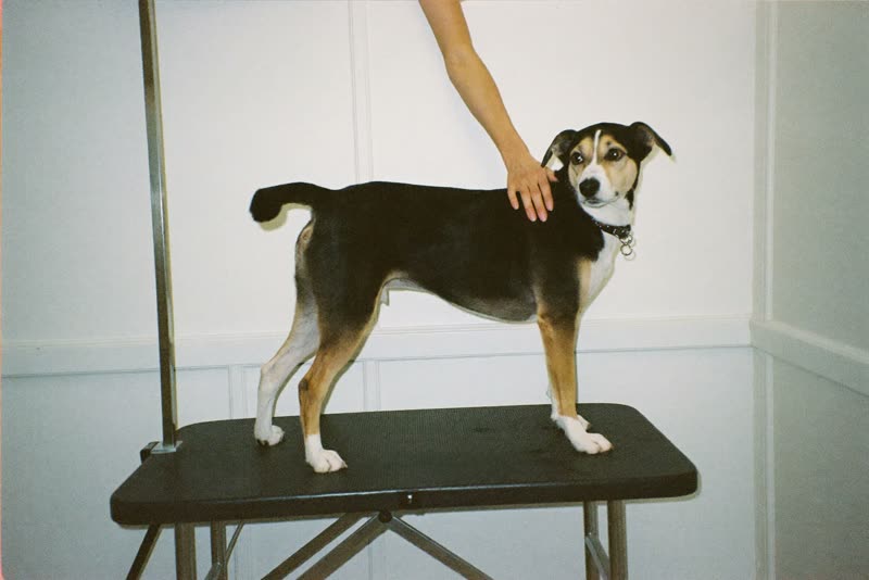 A dog standing calmly on the grooming table