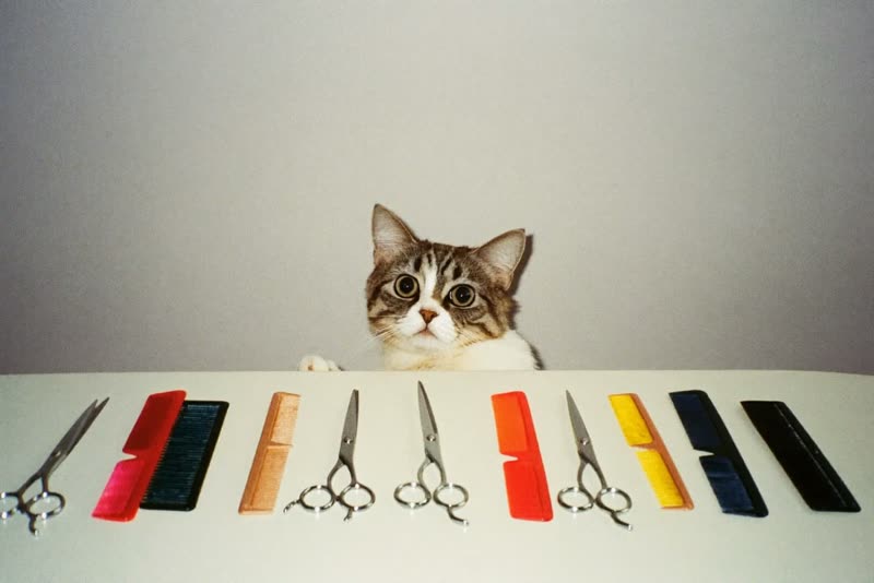 Grooming tools laid out on the worktop