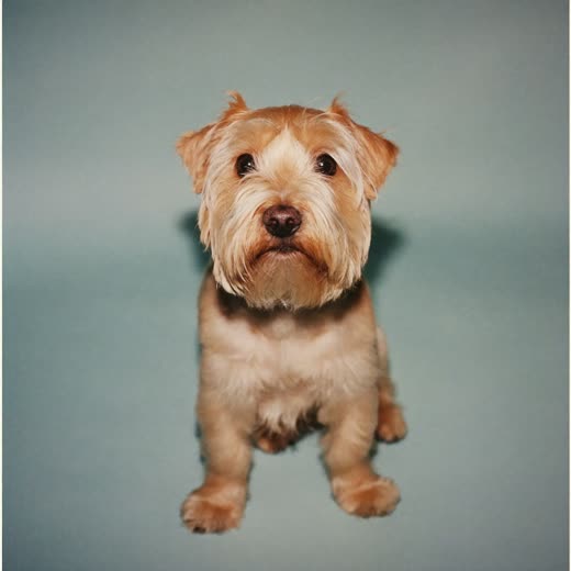 A small terrier after a full groom