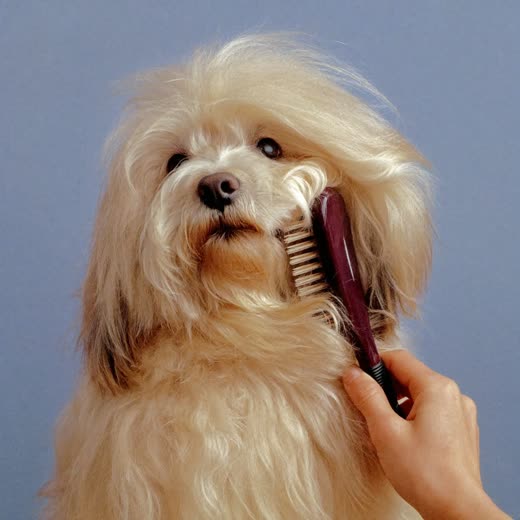 A long-haired dog being brushed out